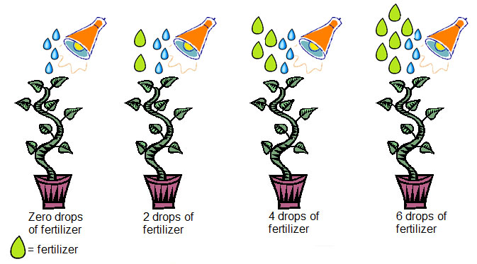 image is of 4 plants with water and fertilizer being added