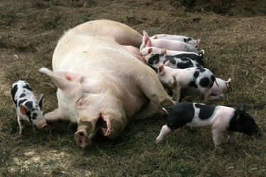 sow with her piglets