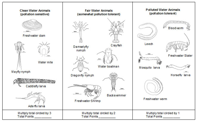 Macroinvertebrates And Water Quality Chart