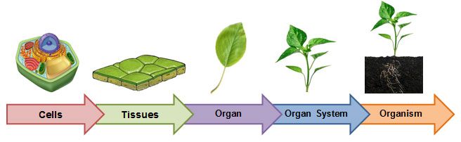 Image result for levels of organization