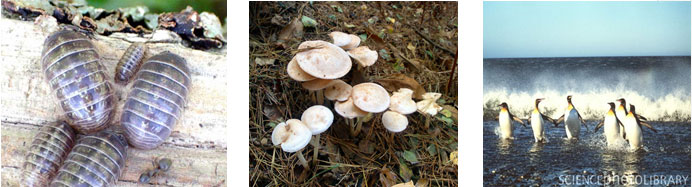 image is of a cluster of mushrooms, pill bugs, and penguins leaving the ocean