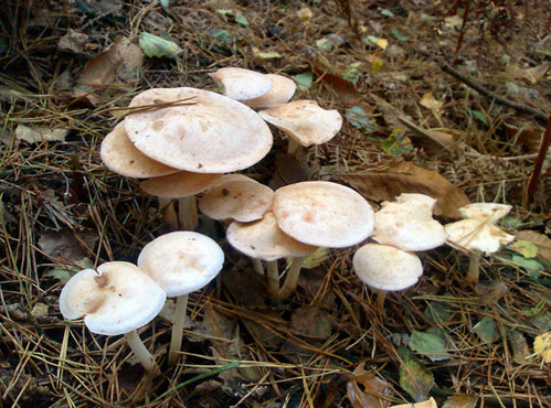 image is of a cluster of mushrooms