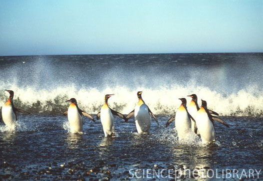 image shows penguins leaving the ocean