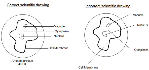 Scientific Investigation and Reasoning - Measurement