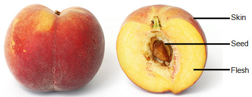 Image shows a cross section of a peach