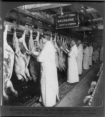Image of several butchers splitting the backbones of hanging pigs. A sign above them reads Splitting backbones...swift & company.