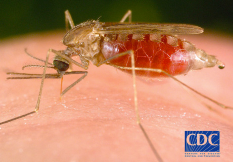 Image of a mosquito with a blood-filled sack, sucking blood.