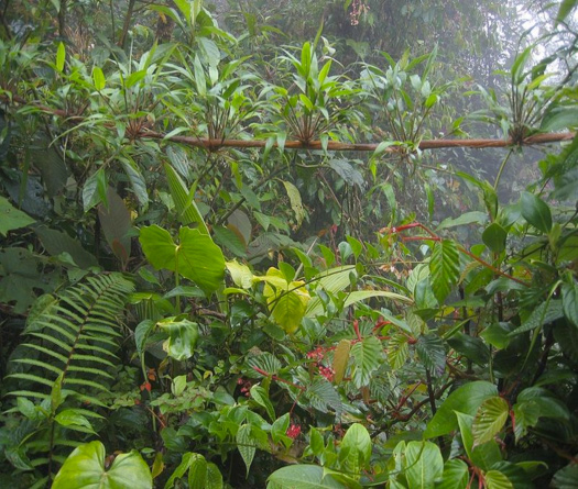Image of a portion of the Cloud Forest Jungle. There are various plants and vines in this image